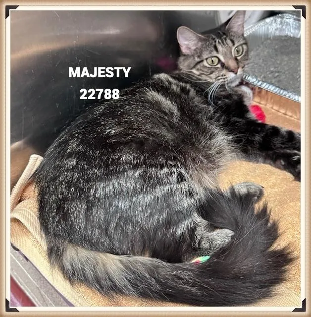 Majesty thumbnail 4