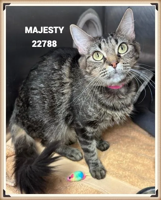 Majesty thumbnail 5