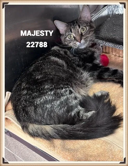 Majesty thumbnail 6