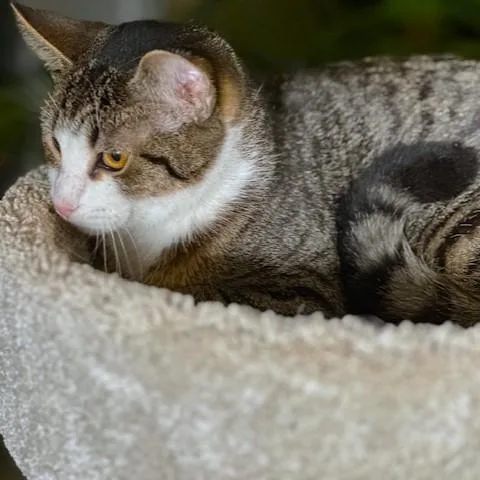 Tangy  Zesty Boy! thumbnail 3