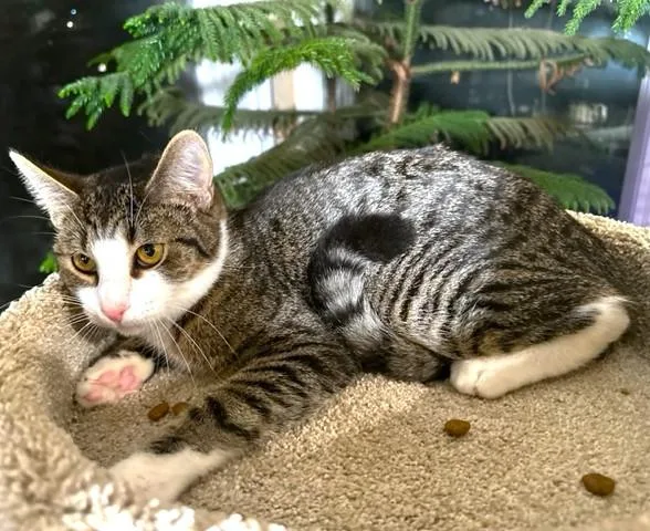 Tangy  Zesty Boy! thumbnail 4