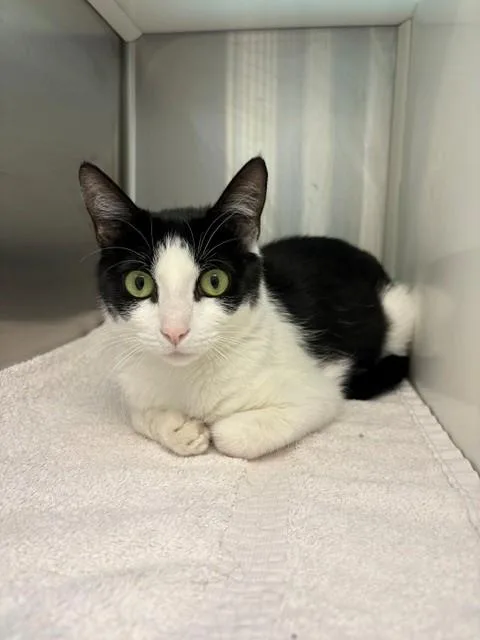 A young small-sized female Domestic Medium Hair cat named Summer Solstice for adoption in Brighton, CO