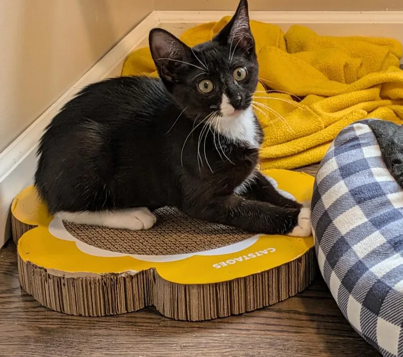 A baby medium-sized female Black & White / Tuxedo Domestic Short Hair cat named Twix for adoption in Wayne, NJ