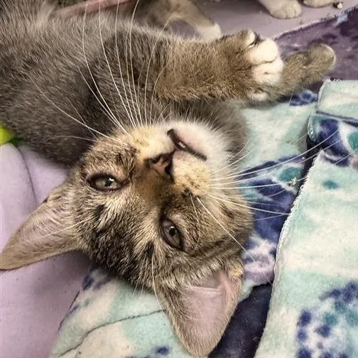 A baby small-sized female Domestic Short Hair cat named Cesc for adoption in Los Angeles, CA