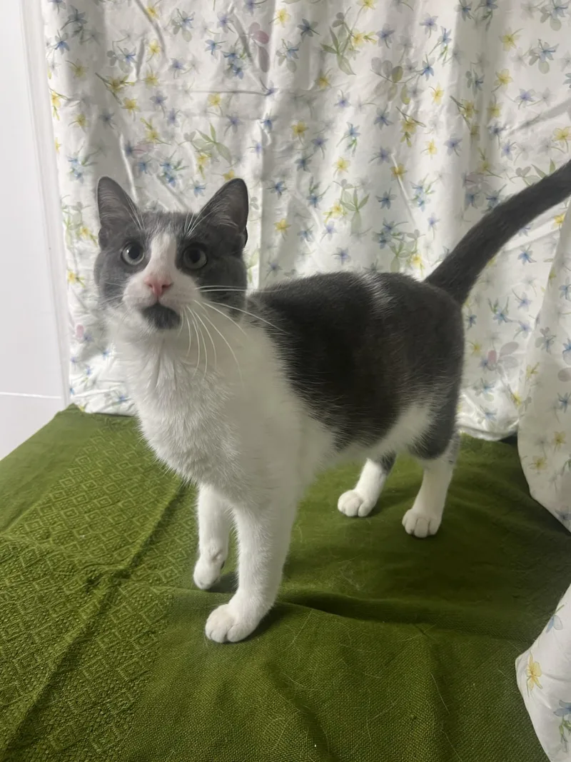 An adult medium-sized male Gray & White Domestic Short Hair cat named Miso for adoption in Upper Sandusky, OH