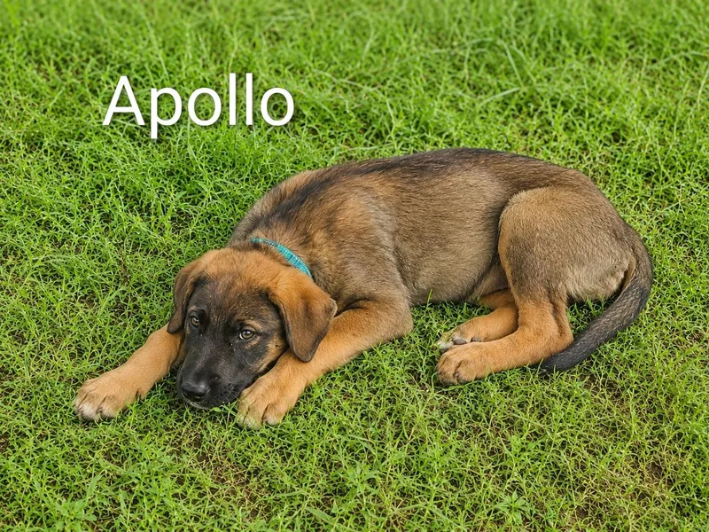 A baby extra large-sized male Bicolor Poodle dog named Apollo for adoption in Logansport, IN