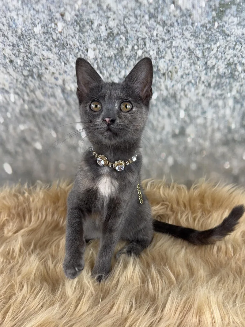 A baby small-sized female Blue Cream Tortoiseshell cat named Luna for adoption in Houston, TX