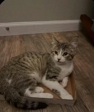 A young medium-sized male Domestic Short Hair cat named Flint for adoption in O'Fallon, MO