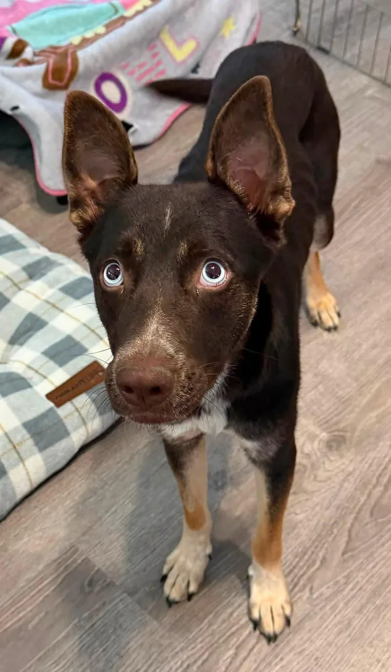 A young medium-sized female Shepherd dog named Cranberry for adoption in Las Vegas, NV