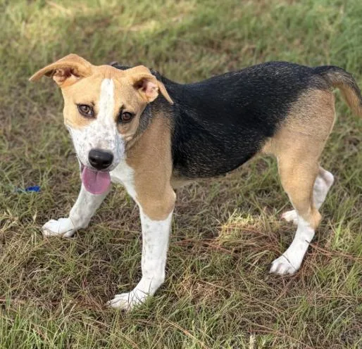 A baby medium-sized female Beagle dog named Lola for adoption in Elgin, TX