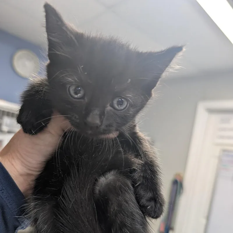 A baby small-sized female Black Domestic Short Hair cat named Mazda for adoption in Marble, NC