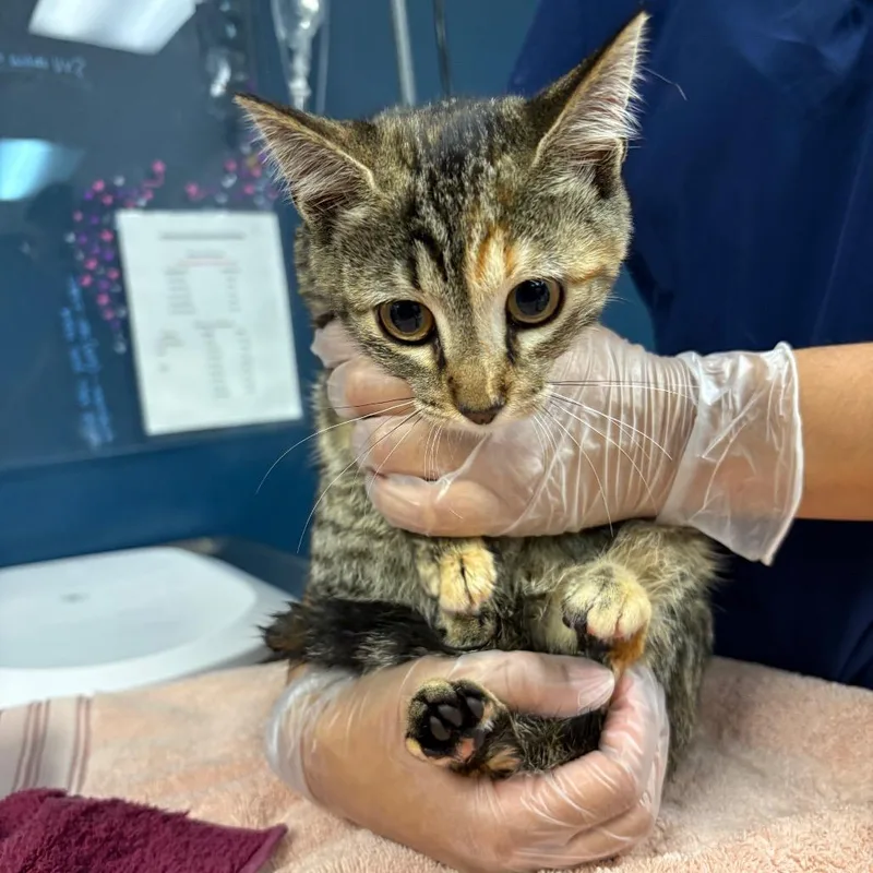 A baby small-sized female Calico Domestic Short Hair cat named Reba for adoption in Newark, NJ