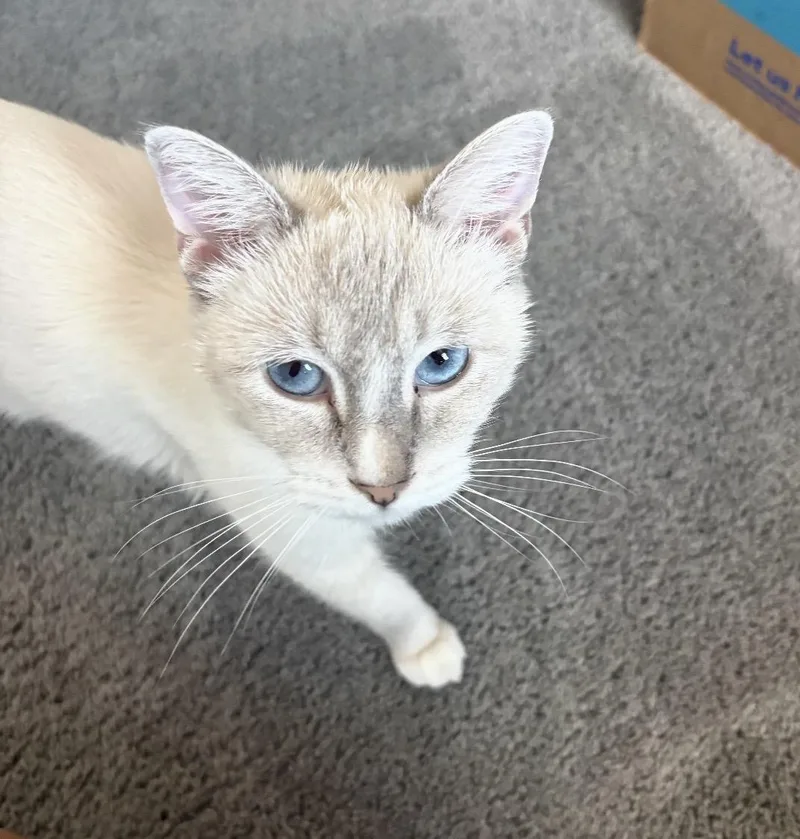 A baby medium-sized female White Domestic Short Hair cat named Chanel Laurent for adoption in Chandler, AZ