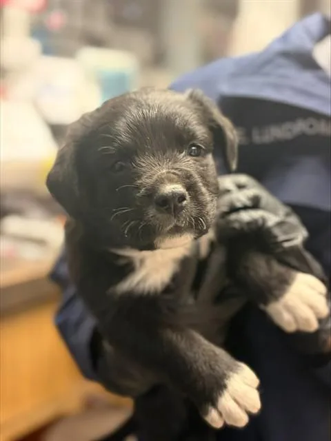 A baby small-sized male Labrador Retriever dog named A for adoption in Stockton, CA