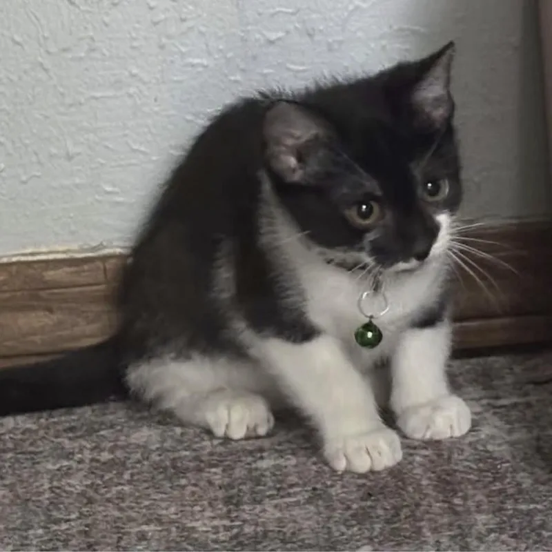 A baby medium-sized female Black & White / Tuxedo Domestic Short Hair cat named Regina George for adoption in Warr Acres, OK