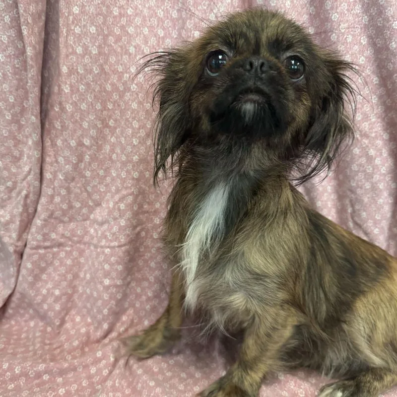 An adult small-sized female Brown / Chocolate Pekingese dog named Hera for adoption in San Antonio, TX