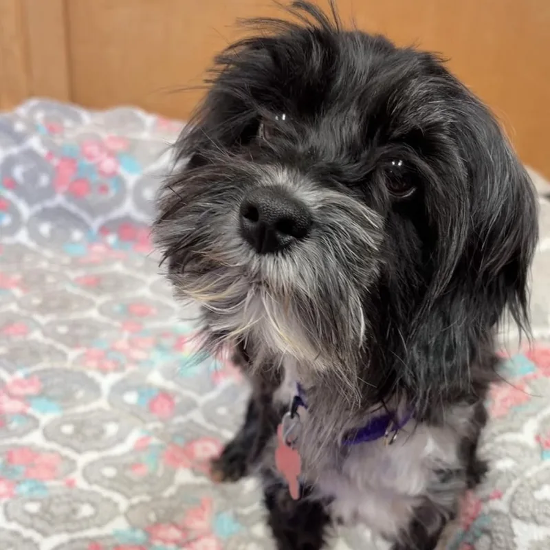 A young small-sized female Havanese dog named Jilly for adoption in Valparaiso, IN