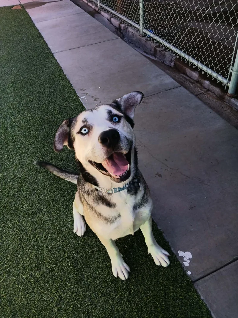 A young large-sized male Gray / Blue / Silver Siberian Husky dog named Swig for adoption in Phoenix, AZ