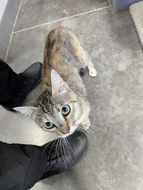 A young small-sized female Domestic Short Hair cat named Mary for adoption in Brunswick, GA