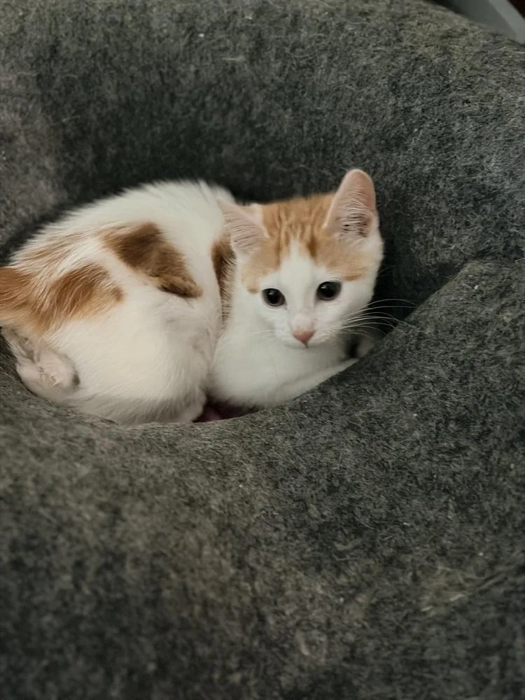 A baby small-sized male Orange & White Domestic Short Hair cat named Thunderroarus for adoption in Chicago, IL