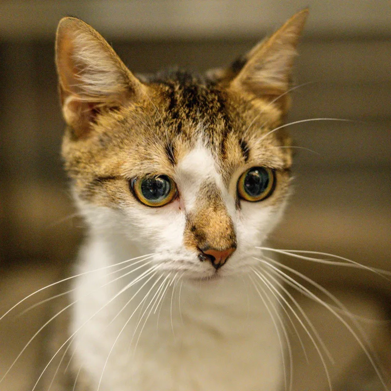 An adult small-sized female Domestic Short Hair cat named Miss Patty for adoption in Hilton Head Island, SC