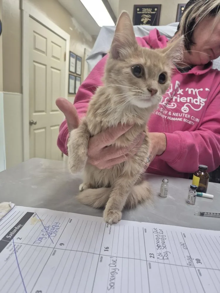A baby small-sized female Domestic Medium Hair cat named Cricket for adoption in Linton, IN
