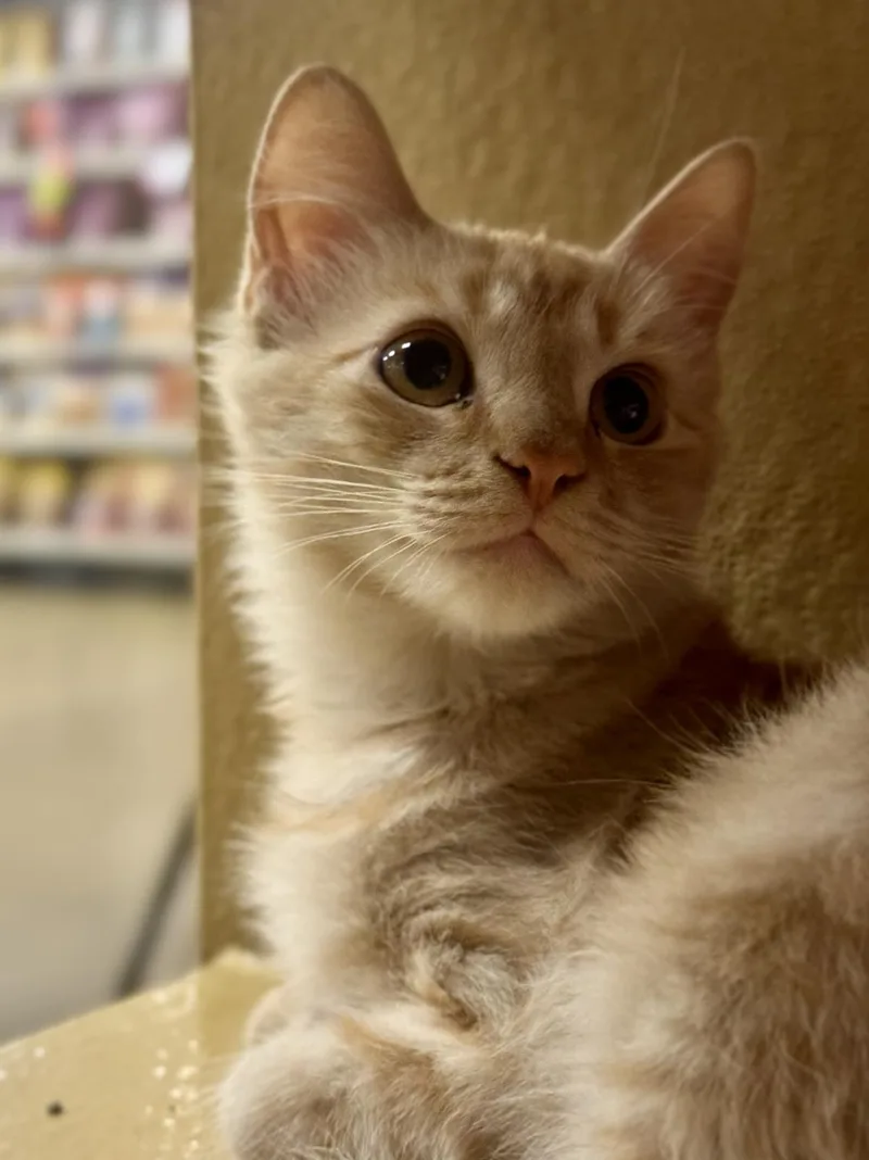 A baby small-sized female Orange / Red Domestic Short Hair cat named Charlee Bink for adoption in Chandler, AZ