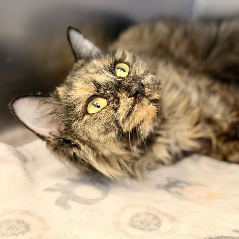 An adult medium-sized female Tortoiseshell Domestic Medium Hair cat named Rebecca for adoption in Manahawkin, NJ