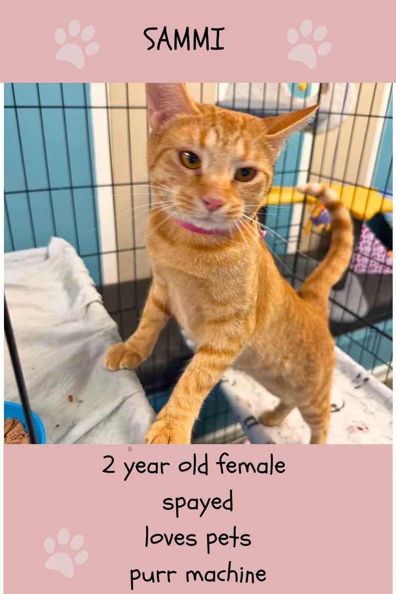 A young medium-sized female Orange / Red Domestic Short Hair cat named Sammi for adoption in Beckley, WV