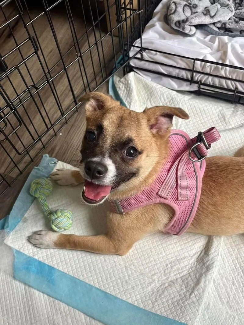 A young small-sized female Chihuahua dog named Mimi for adoption in Collingswood, NJ