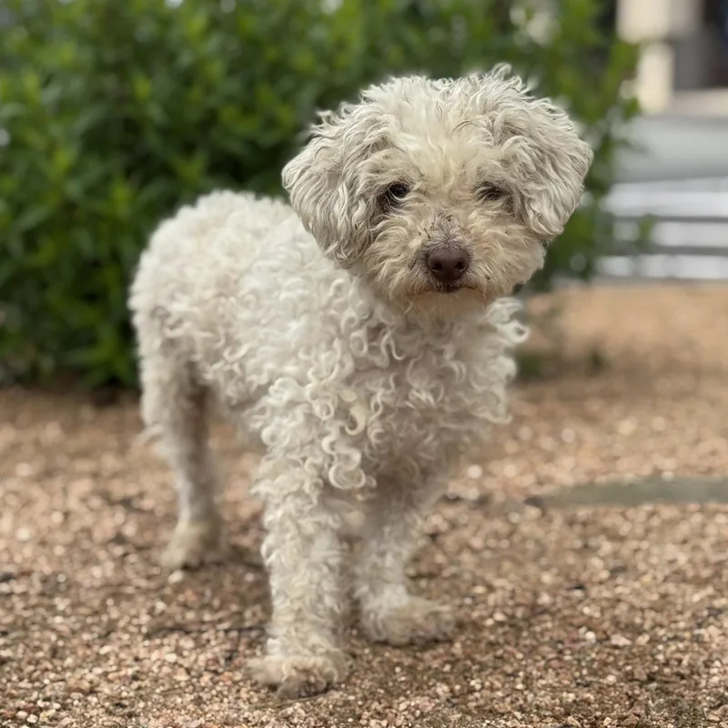 An adult small-sized female Poodle dog named Avery for adoption in Helotes, TX