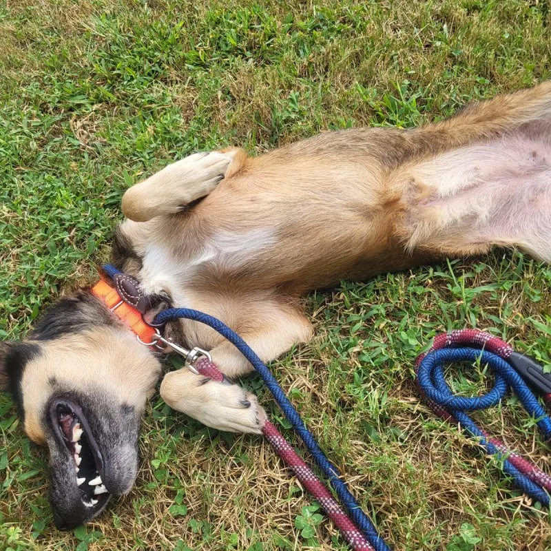 An adult medium-sized female Husky dog named Key for adoption in Greensboro, NC