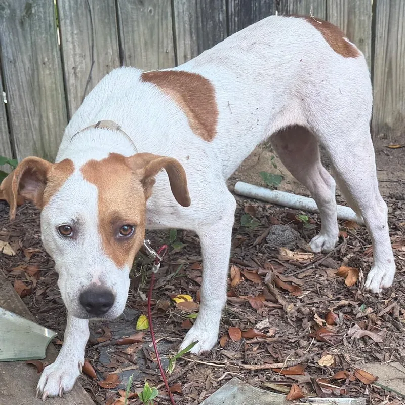 An adult medium-sized female Brown / Chocolate Mixed Breed dog named StrayPelhamDrive"Susie" for adoption in Columbus, GA