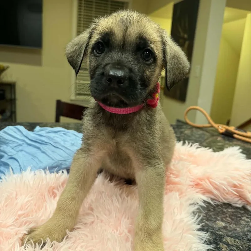 A baby small-sized female Yellow / Tan / Blond / Fawn Bullmastiff dog named Yasmin for adoption in manchester, PA
