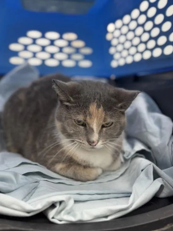 An adult medium-sized female Dilute Calico Domestic Short Hair cat named Kimchi for adoption in Chicago, IL