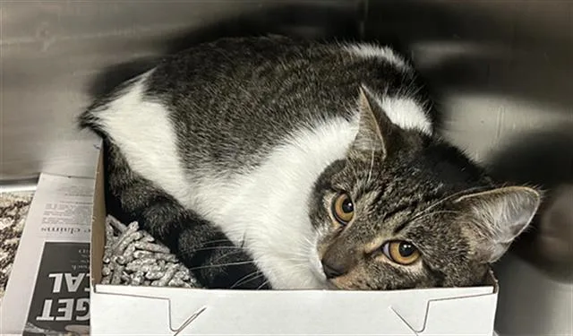 A young medium-sized male Domestic Short Hair cat named Pemberton for adoption in Dallas, TX