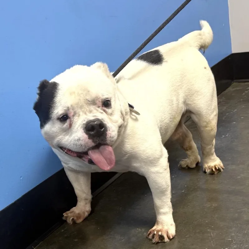 An adult medium-sized male White / Cream English Bulldog dog named Baconator for adoption in Covington, GA
