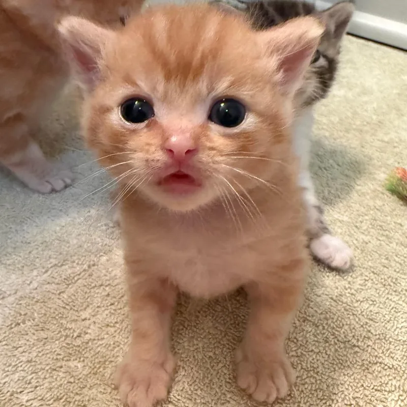 A baby small-sized male Orange / Red American Shorthair cat named Punkin for adoption in Franklin, TN