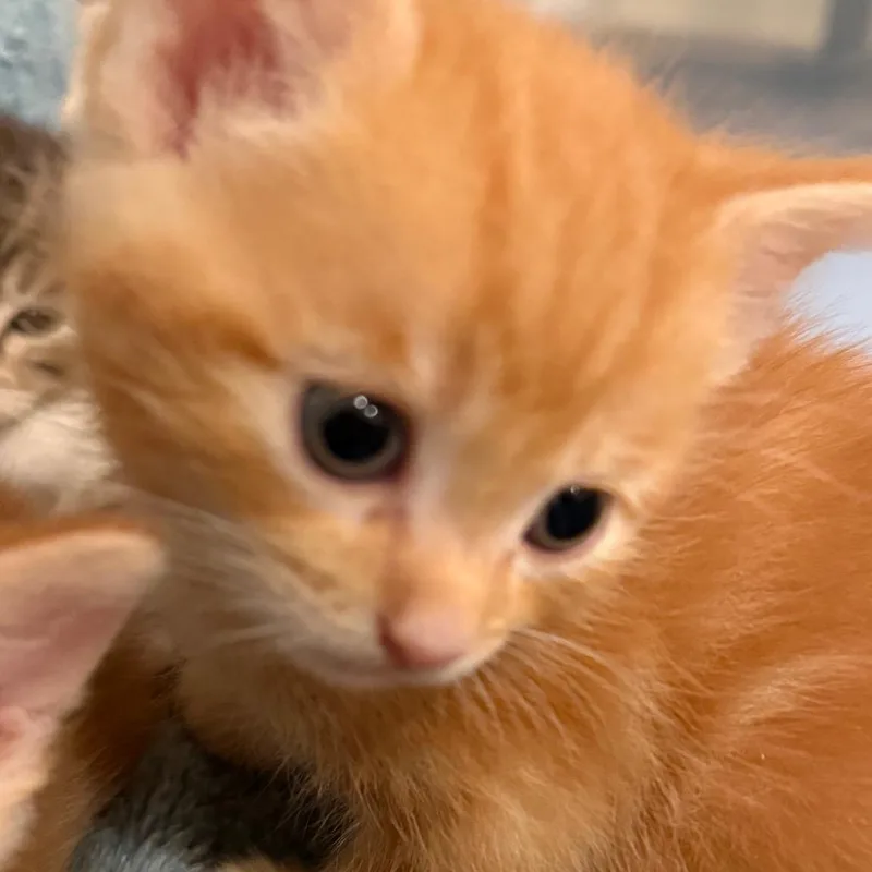 Punkin thumbnail 2