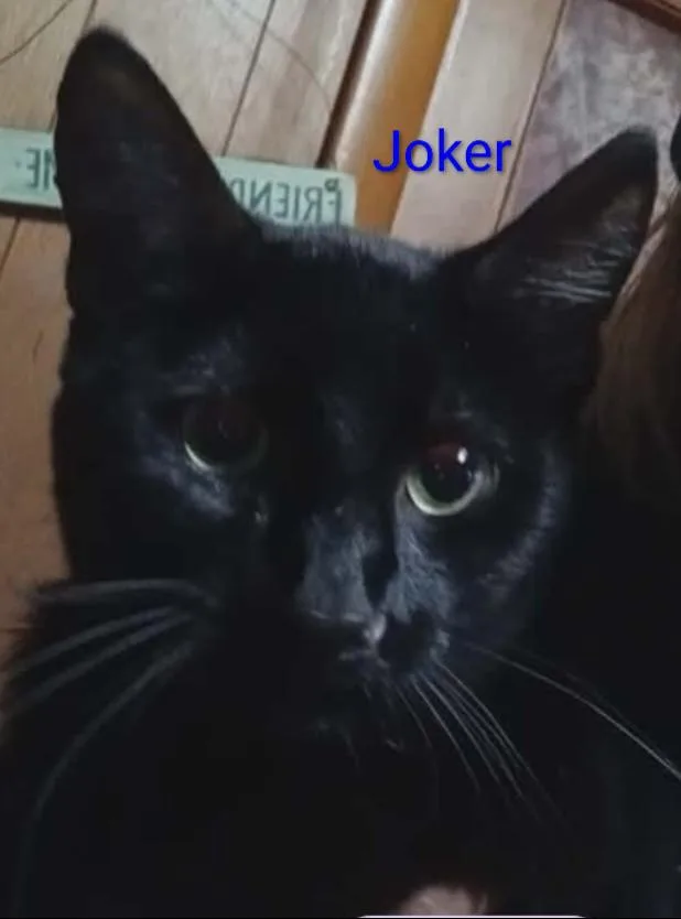 An adult medium-sized male Black Domestic Short Hair cat named Joker for adoption in Metamora, IL
