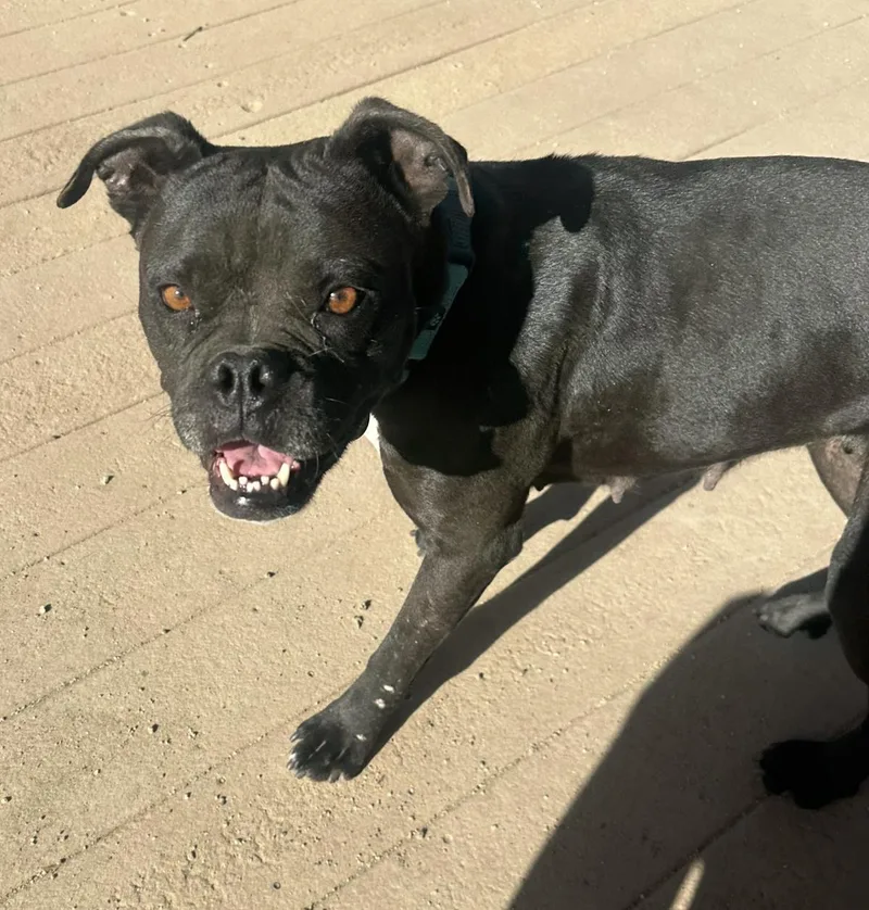 An adult medium-sized female Boxer dog named Dolly for adoption in Stagecoach, NV