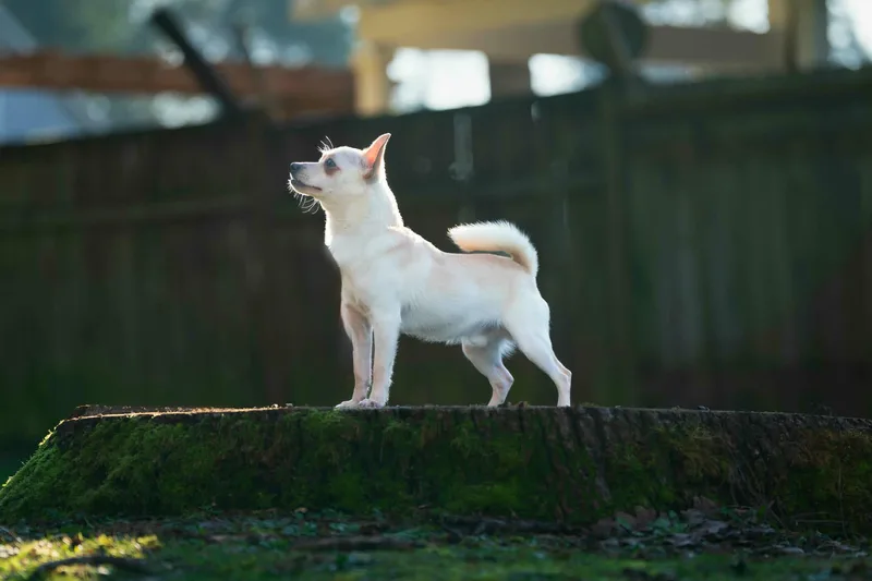 A young small-sized male White / Cream Chihuahua dog named Coco for adoption in Tacoma, WA