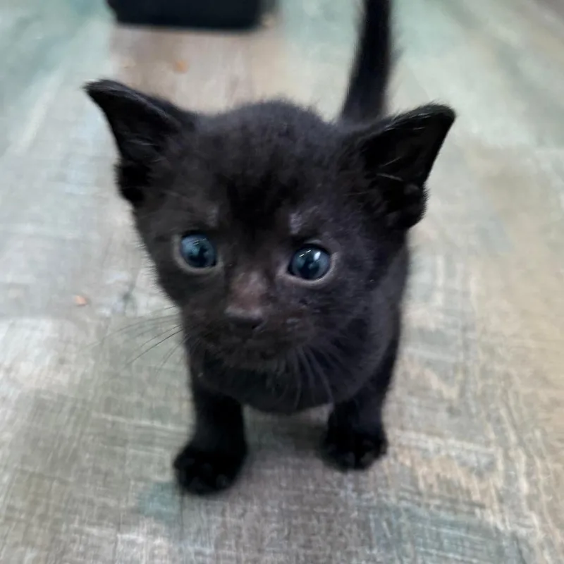 A baby small-sized male Black Domestic Short Hair cat named Henry for adoption in Marion, VA