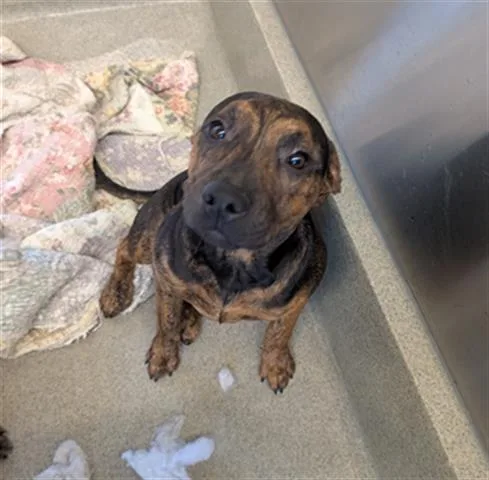 A baby small-sized female Pit Bull Terrier dog named Amie for adoption in San Martin, CA