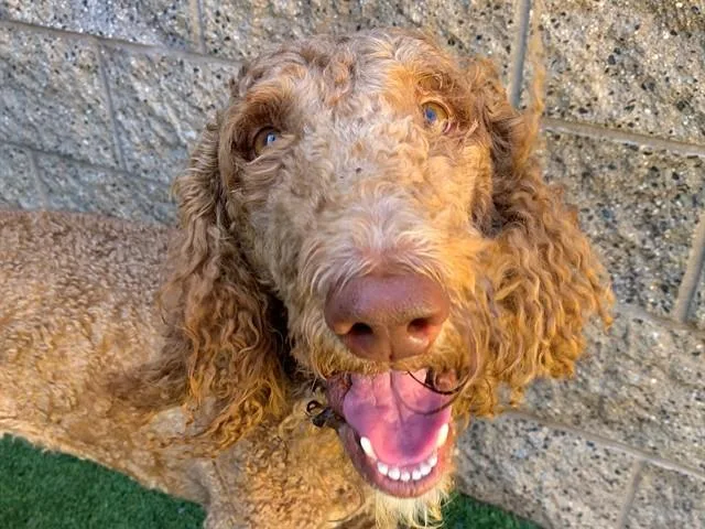 A young medium-sized male Brown / Chocolate Standard Poodle dog named Save Me Please Perkins for adoption in San Marcos, CA