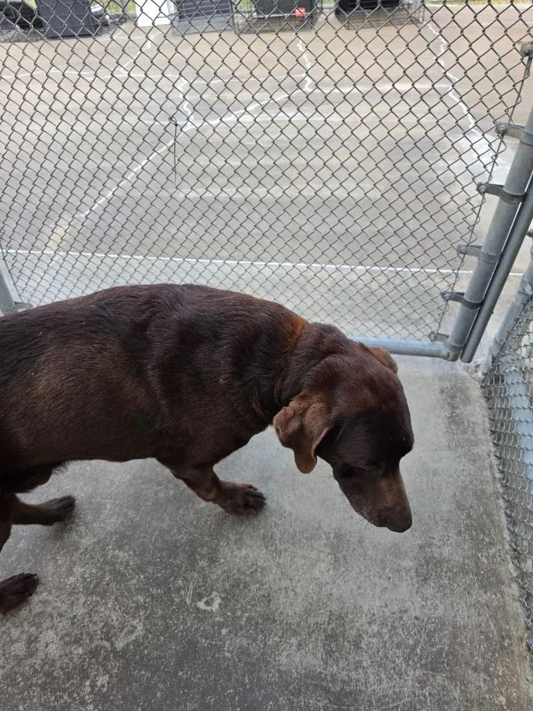 A senior medium-sized male Labrador Retriever dog named Bruce for adoption in Burnsville, NC