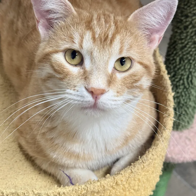 A young medium-sized male Domestic Short Hair cat named Hobbes for adoption in Solon, IA