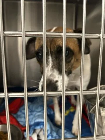 An adult small-sized female Mixed Breed dog named Missy for adoption in West Palm Beach, FL