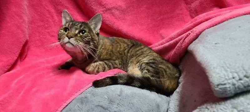 A young medium-sized female Brown / Chocolate Domestic Short Hair cat named Cinnamon for adoption in Mesa, AZ