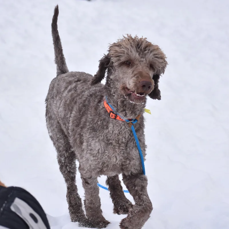 Mark Ballas thumbnail 3